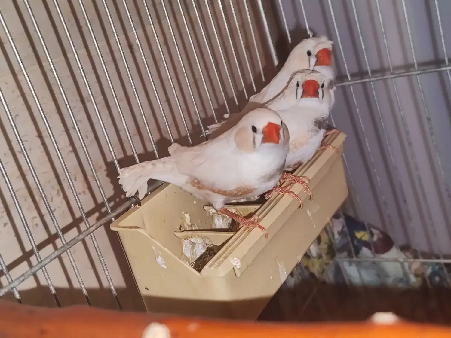 ۳ عدد فنچ سفید|پرنده|رودهن, |دیوار