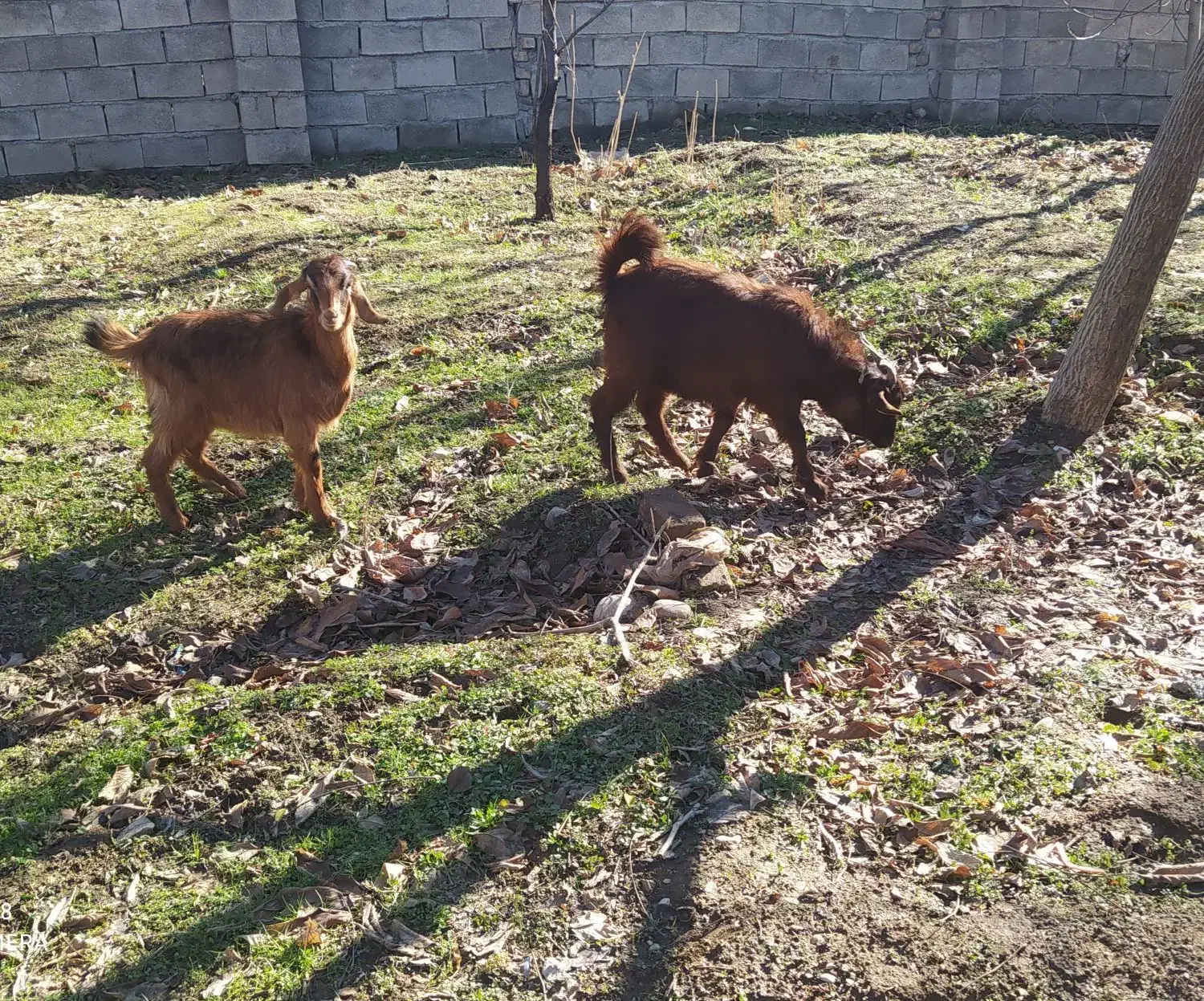 بزغاله نرو ماده|حیوانات مزرعه|خرم‌آباد, |دیوار