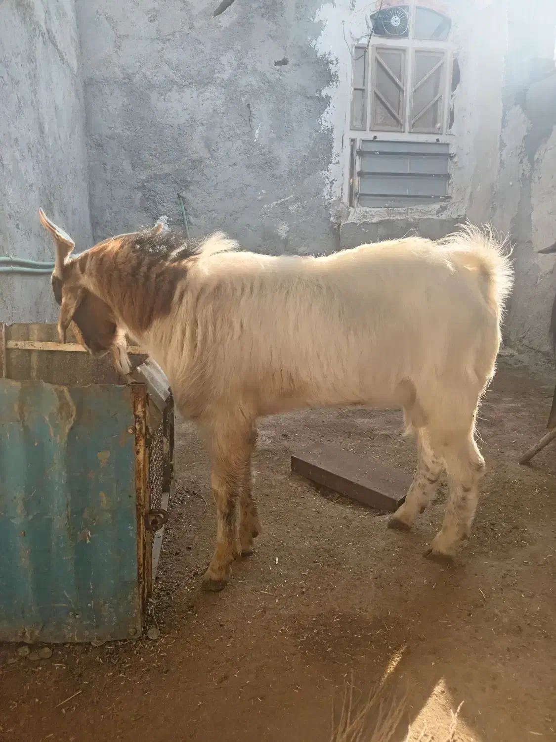 پازن|حیوانات مزرعه|سعدآباد, |دیوار