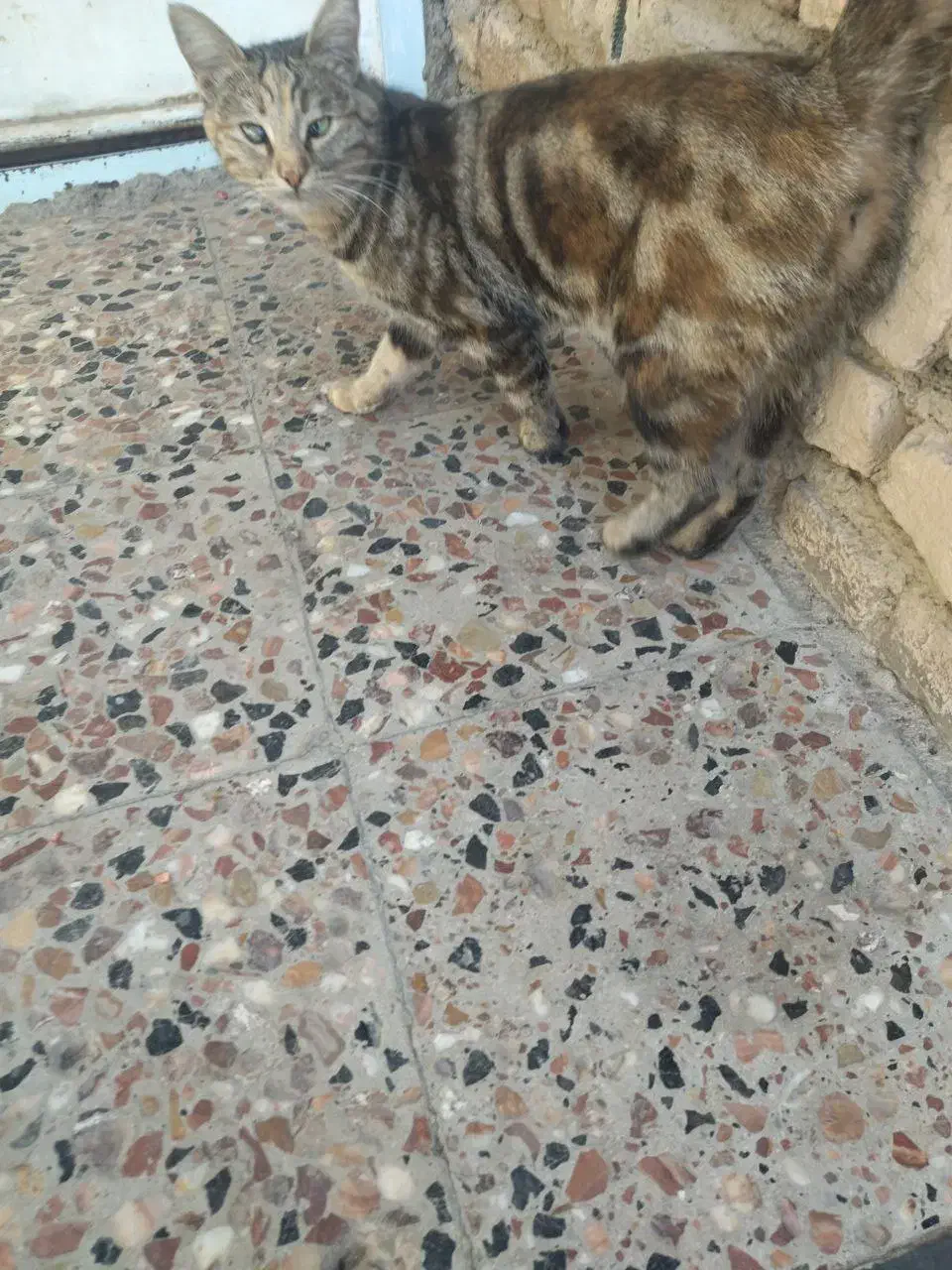 گربه گمشده|گربه|قوچان, |دیوار