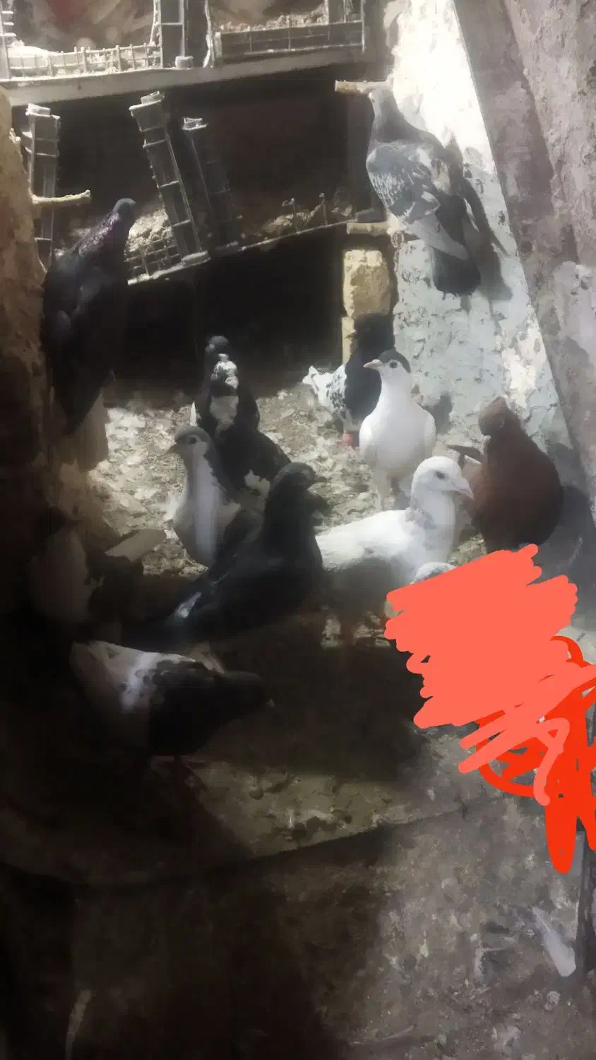 دم سفید ۲۰۰ کفتر|پرنده|مشهد, امیرآباد|دیوار