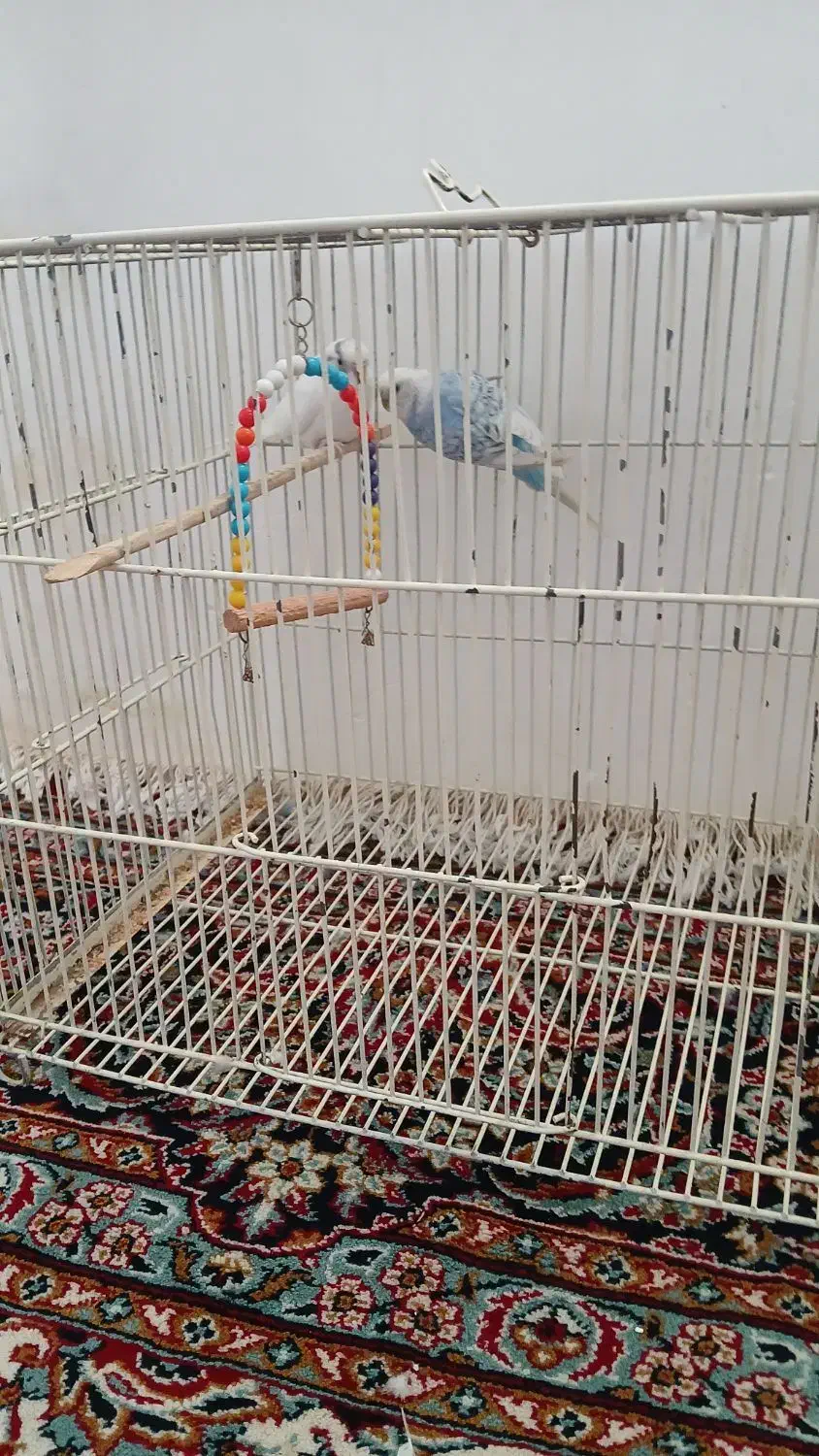 مرغ عشق دستی|پرنده|هیر, |دیوار