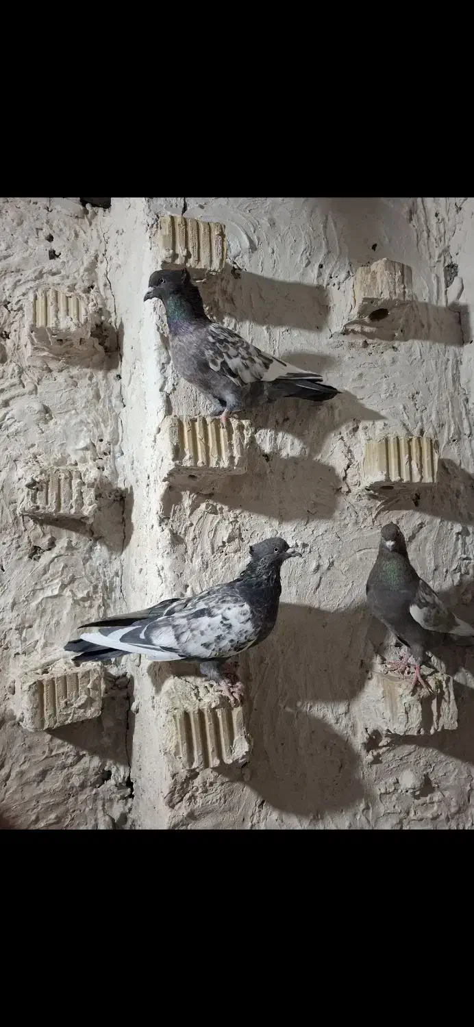 سینه سبز پرشی|پرنده|مرودشت, نقش رستم|دیوار