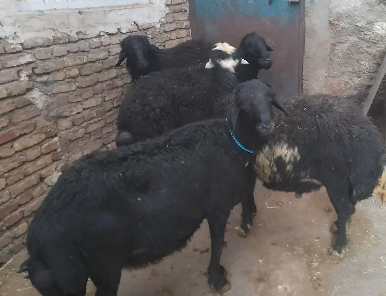 قوچ|حیوانات مزرعه|نیر (اردبیل), |دیوار