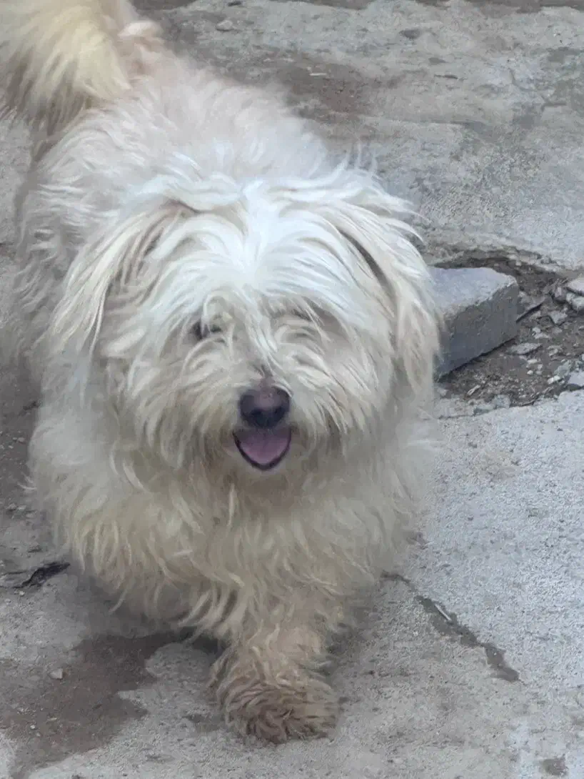 سگ شیتزو|سگ|شیروان (خراسان), |دیوار