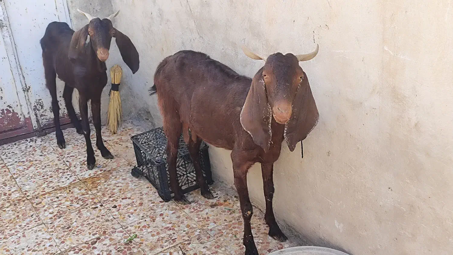 مبلغ 28میلیون|حیوانات مزرعه|ایذه, |دیوار