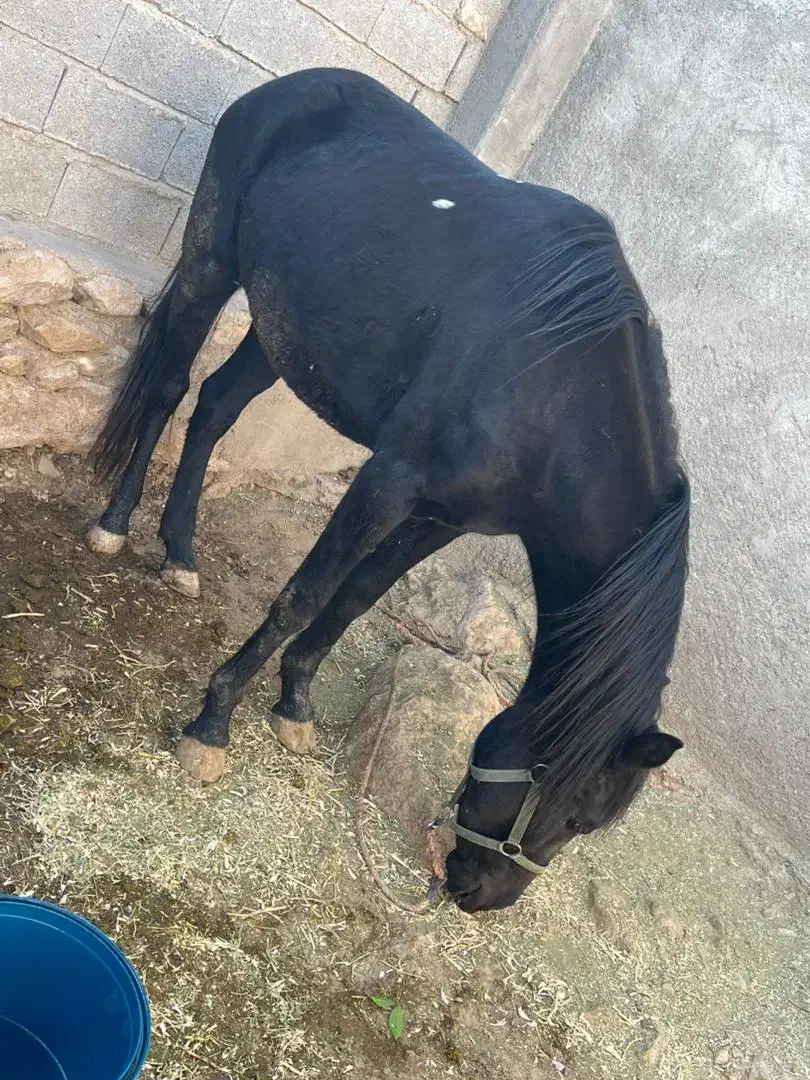 اسب ترکمن|اسب و تجهیزات اسبسواری|کوه چنار, |دیوار