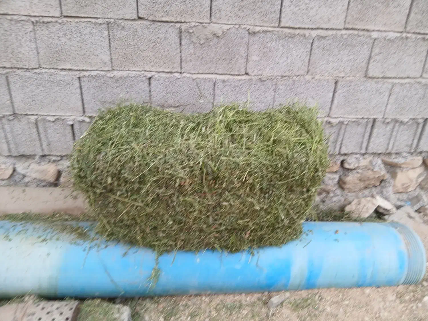 فروش پرس یونجه|خدمات باغبانی و درختکاری|برازجان, |دیوار