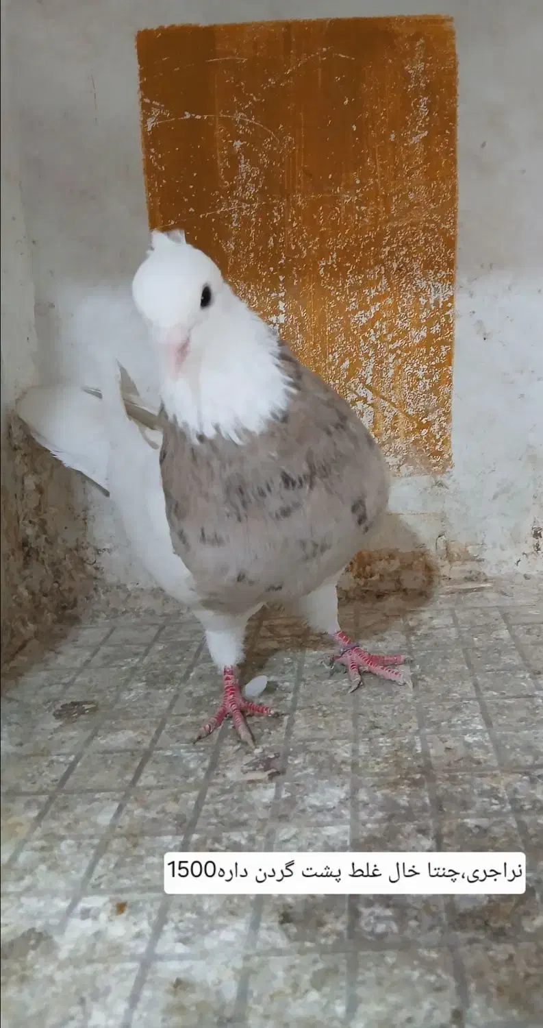 کبوتر طوقی،،سرور|پرنده|شهریار, شهرک بهاران (ویره)|دیوار