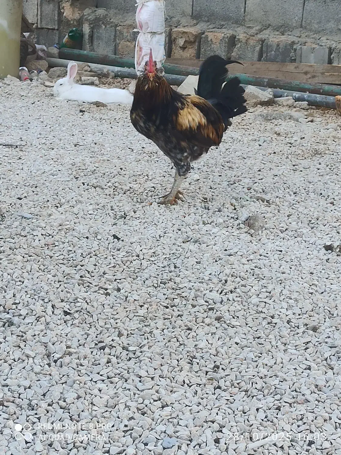 خروس|حیوانات مزرعه|سرپل ذهاب, |دیوار