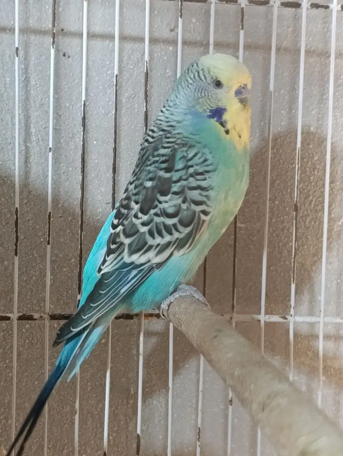 مرغ عشق انگلیسی گرید A|پرنده|سراوان, |دیوار