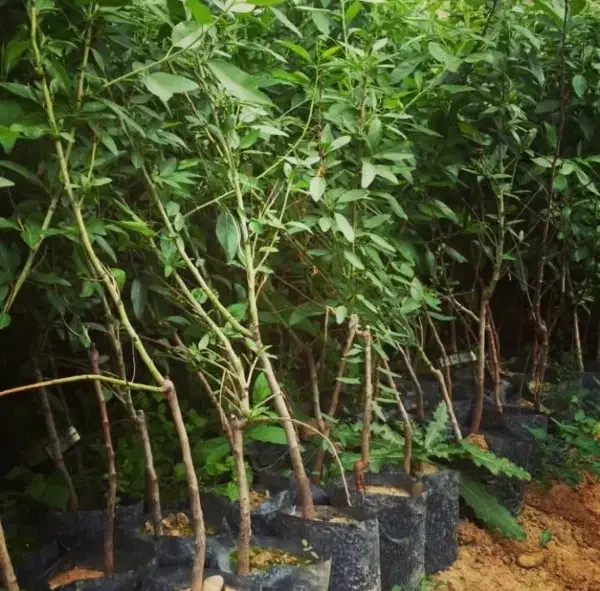 بادام گلدانی باردار دیر گل مقاوم به سرما|خدمات باغبانی و درختکاری|سراب, |دیوار