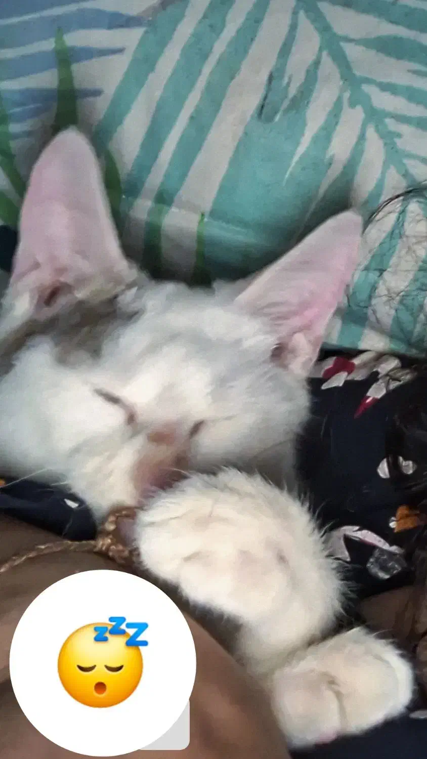 گربه ی خونگی ملوس|گربه|گنبد کاووس, |دیوار