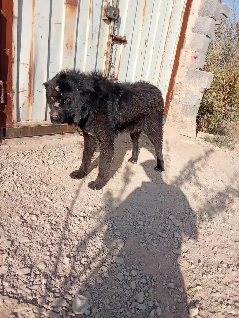 سگ نگهبان|سگ|برخوار, |دیوار