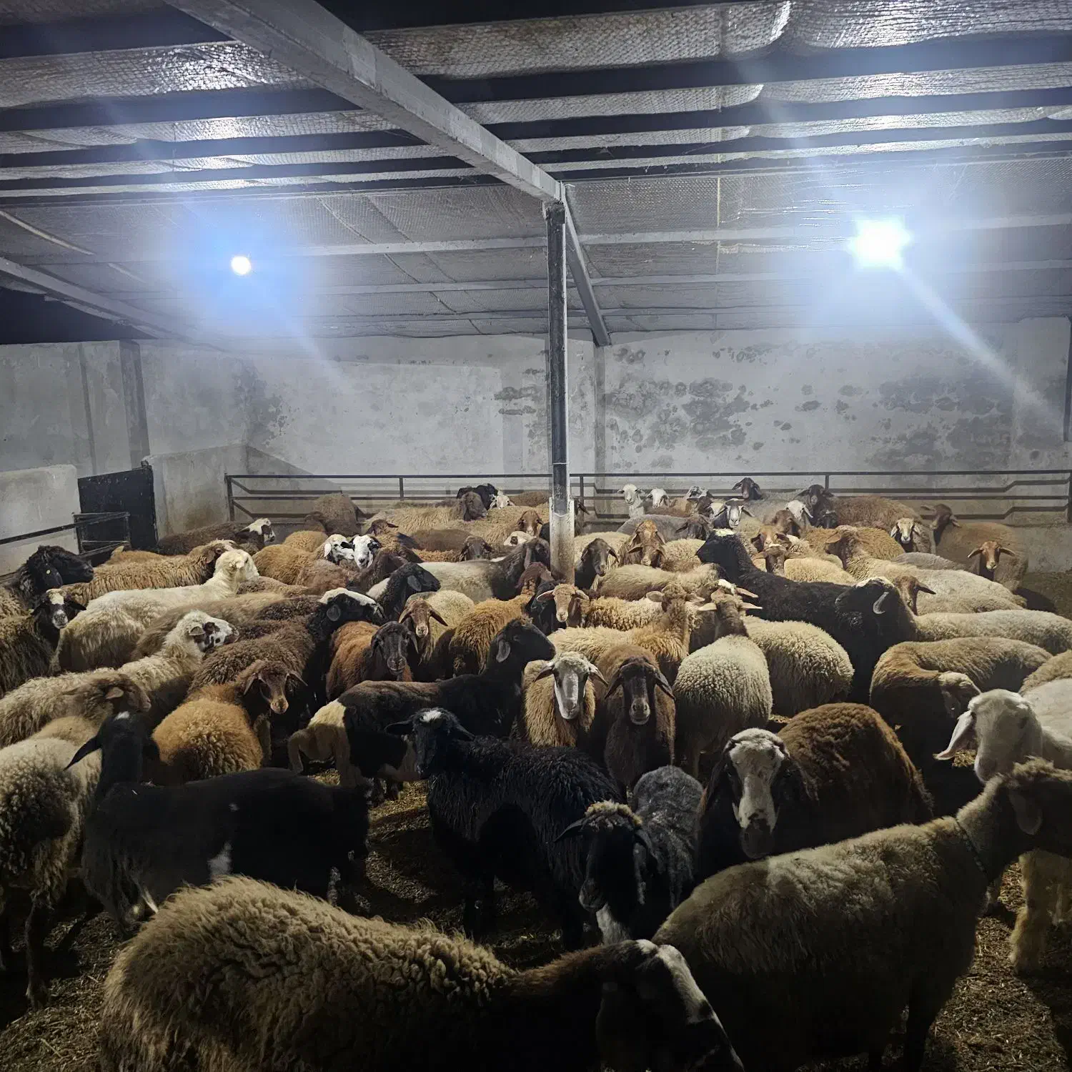 فروش گوسفند،بره،میش(نمایشگاه دام استان مازندران)|حیوانات مزرعه|ساری, |دیوار