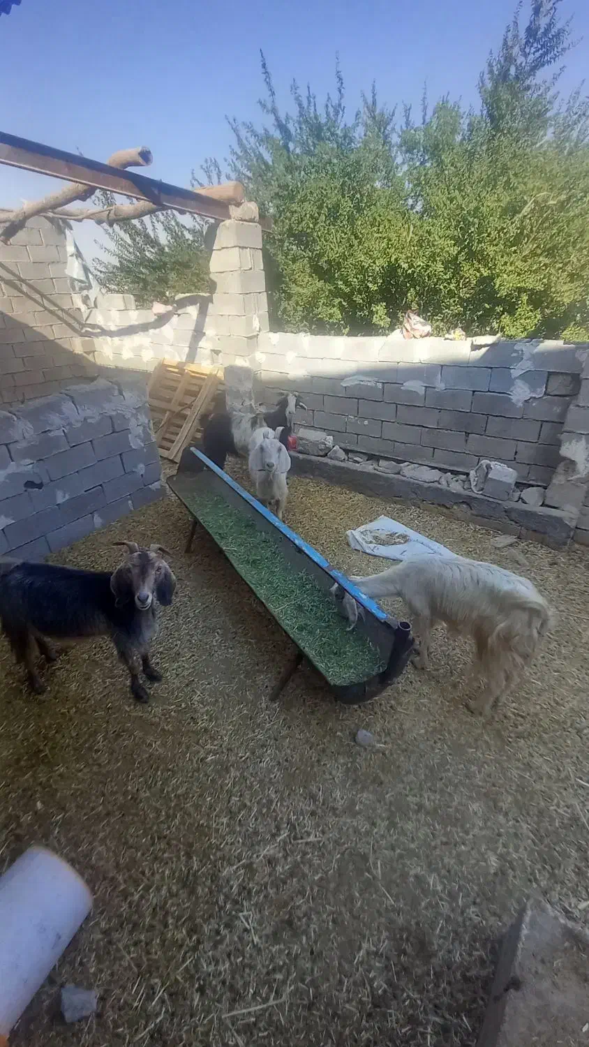 بز خوب|حیوانات مزرعه|رامهرمز, |دیوار