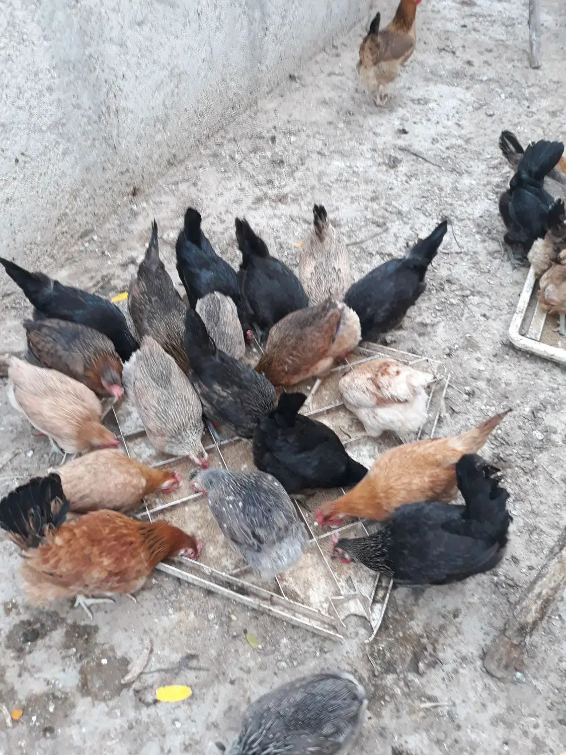 مرغ محلی|حیوانات مزرعه|اهرم, |دیوار