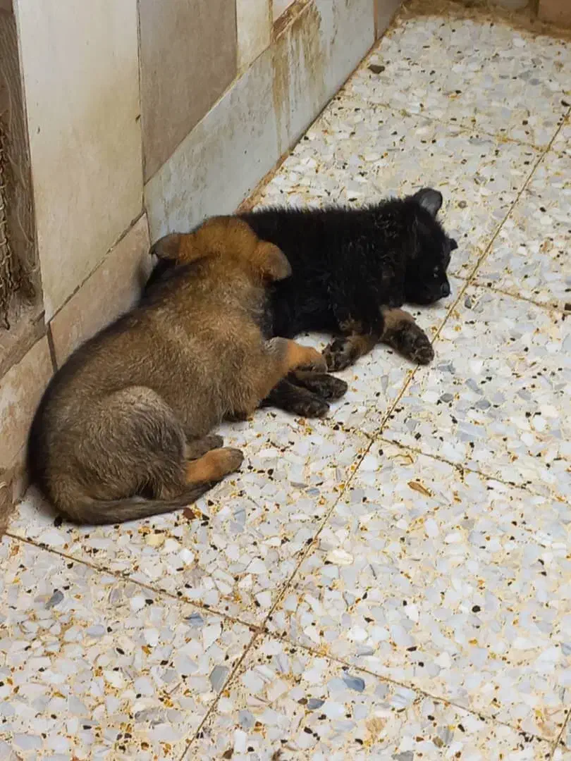 توله ژرمن ورک لاین سیبل|سگ|اشتهارد, |دیوار