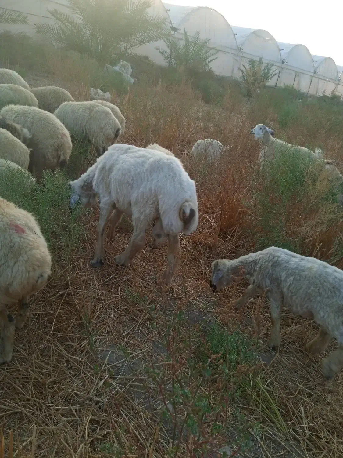 میش فروشی ارزوئیه|حیوانات مزرعه|ارزوئیه, |دیوار