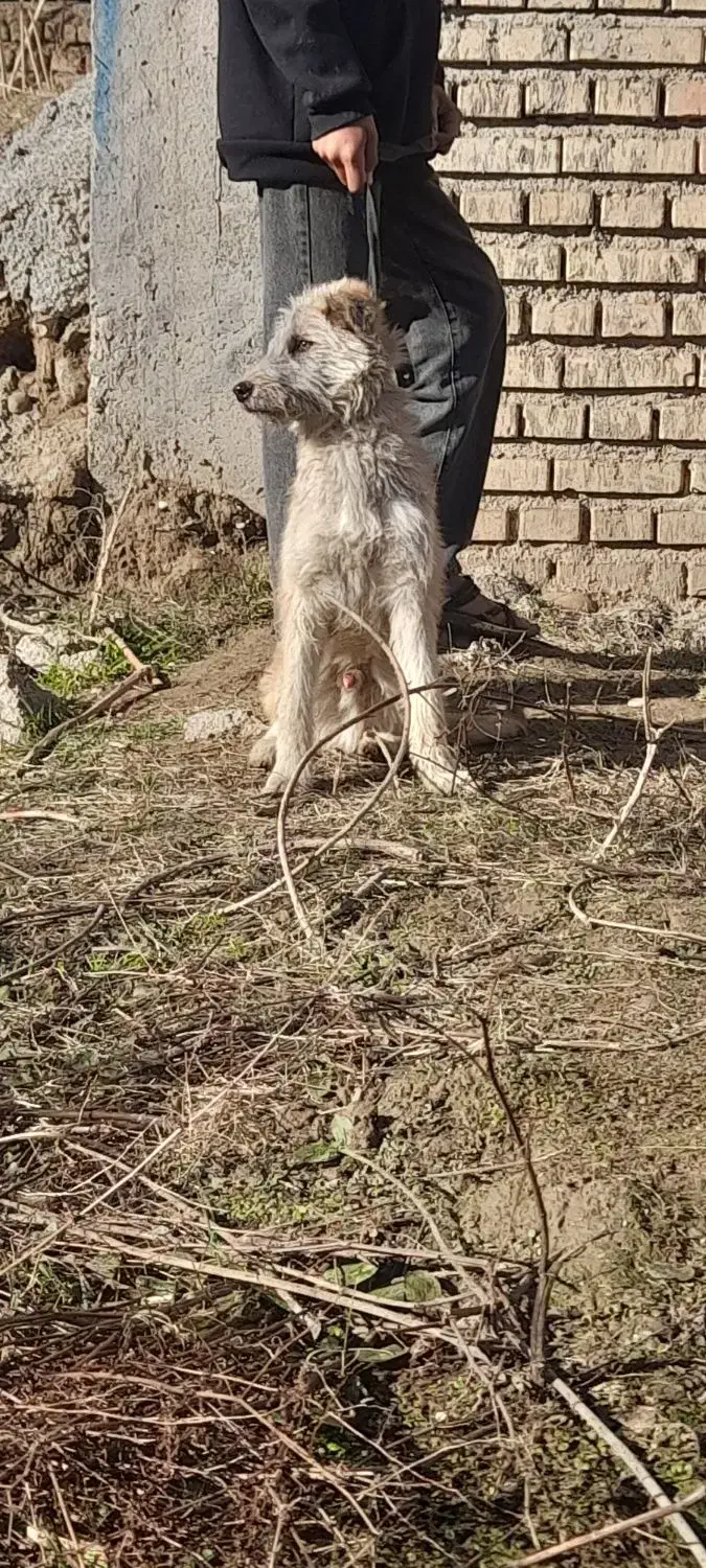 شیتزو|سگ|تاتار علیا, |دیوار