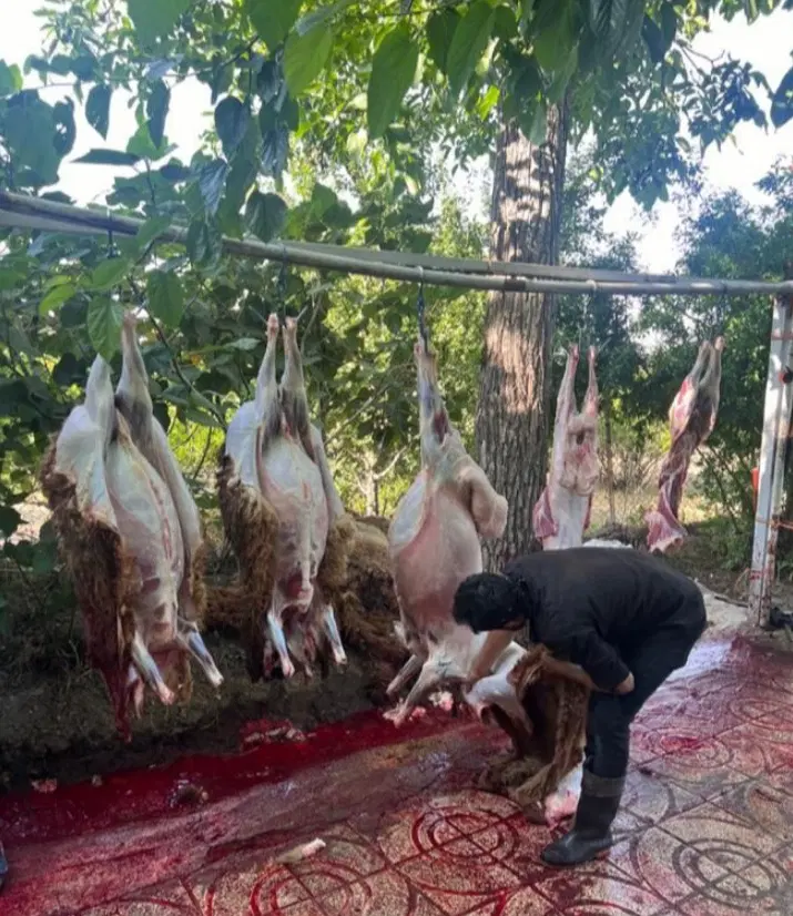 دامداریتهرانگوسفندواکسن بهداشتی باقصاب|حیوانات مزرعه|تهران, کیانشهر|دیوار