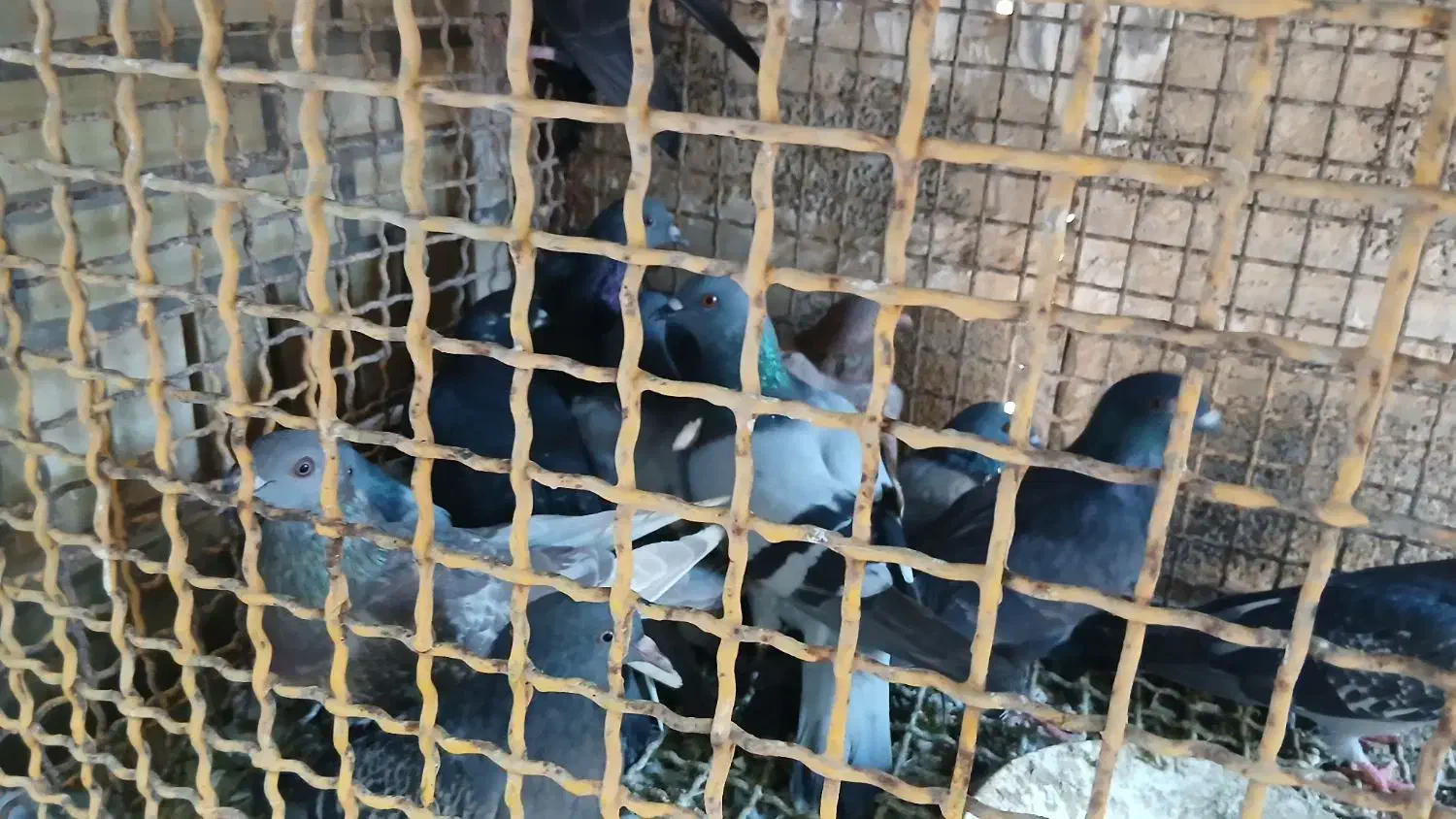 کبوتر کشتنی یا معمولی|پرنده|شوشتر, |دیوار