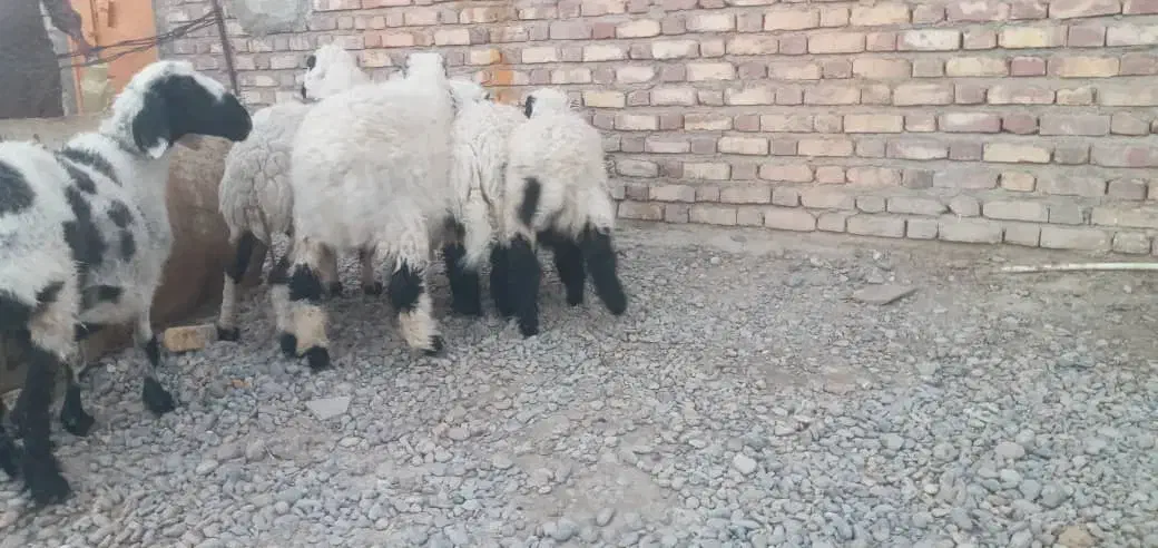 فروش فوری تعدادی گوسفند آبست و بره نر جاق|حیوانات مزرعه|زابل, |دیوار
