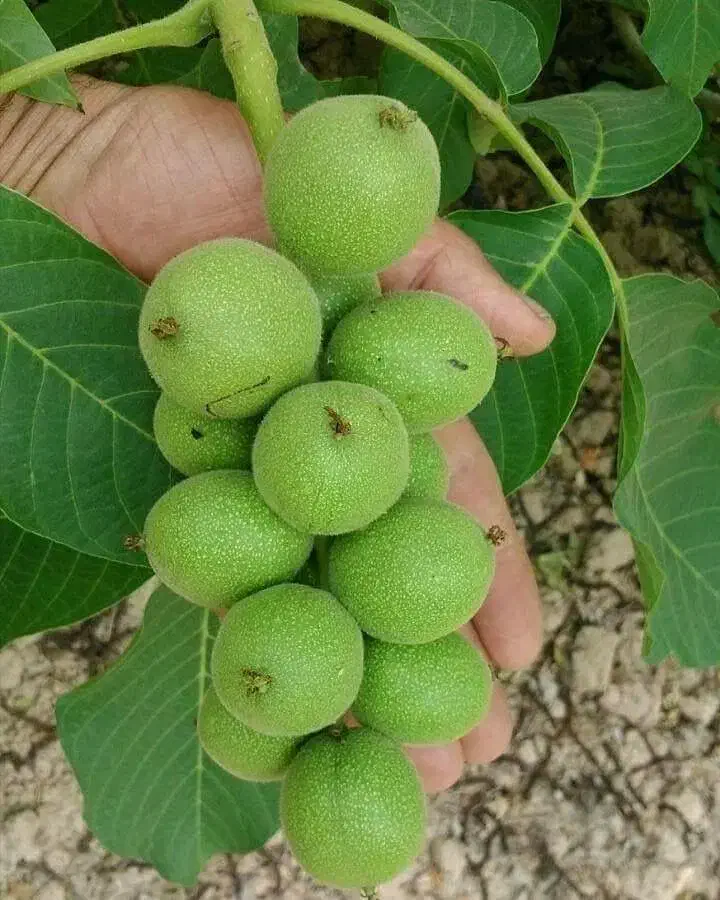 نهالستان تولیدکننده انواع نهال لیبل دار|خدمات باغبانی و درختکاری|ساوه, |دیوار