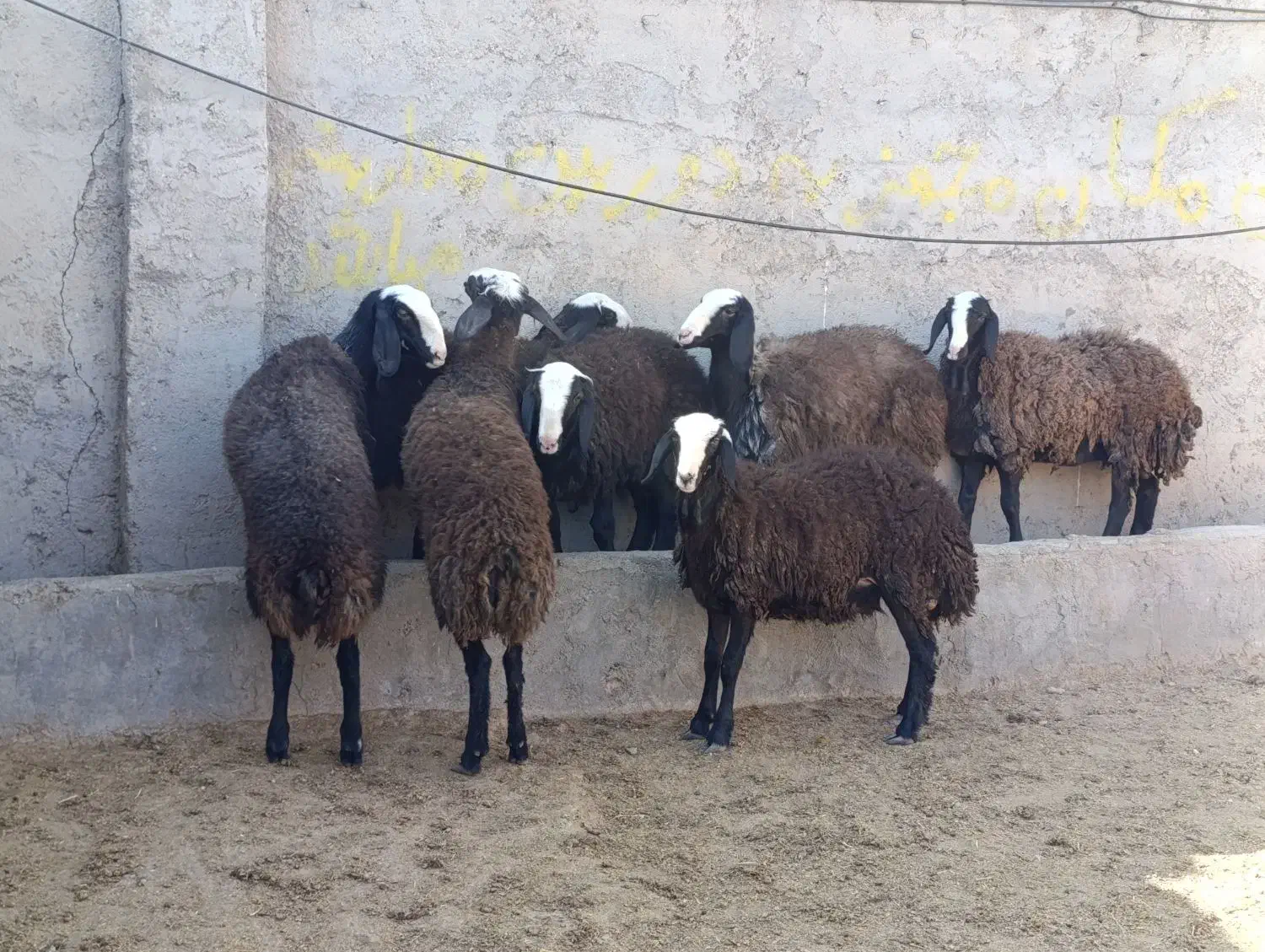 بره تخلی در حد شیشک شال|حیوانات مزرعه|تاکستان, |دیوار