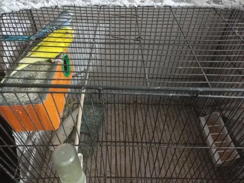 مرغ عشق با قفس|پرنده|شاهینشهر, شهرک گلدیس|دیوار