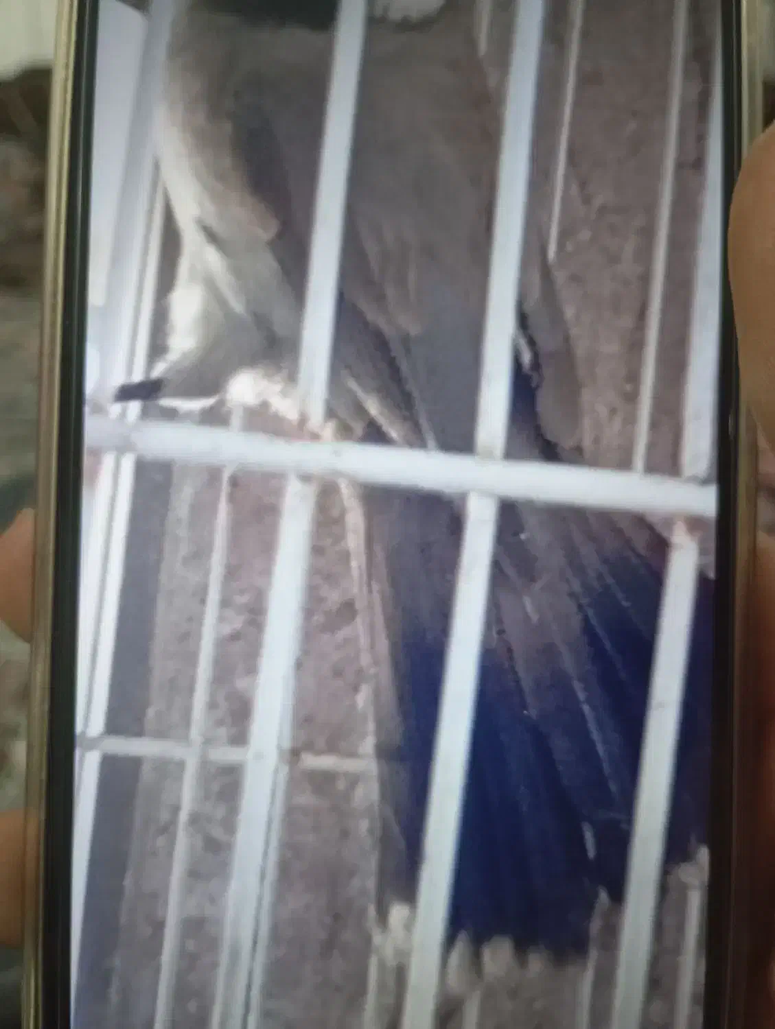 قناری نر|پرنده|امیدیه, |دیوار