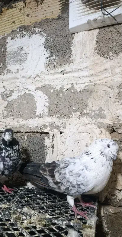 پرشی .|پرنده|مسجد سلیمان, |دیوار