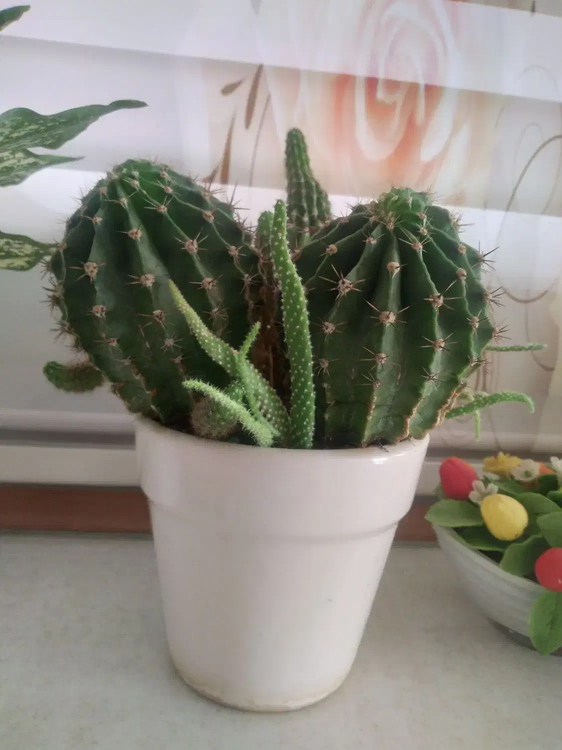 گل شاداب|گل و گیاه طبیعی|کرمانشاه, |دیوار