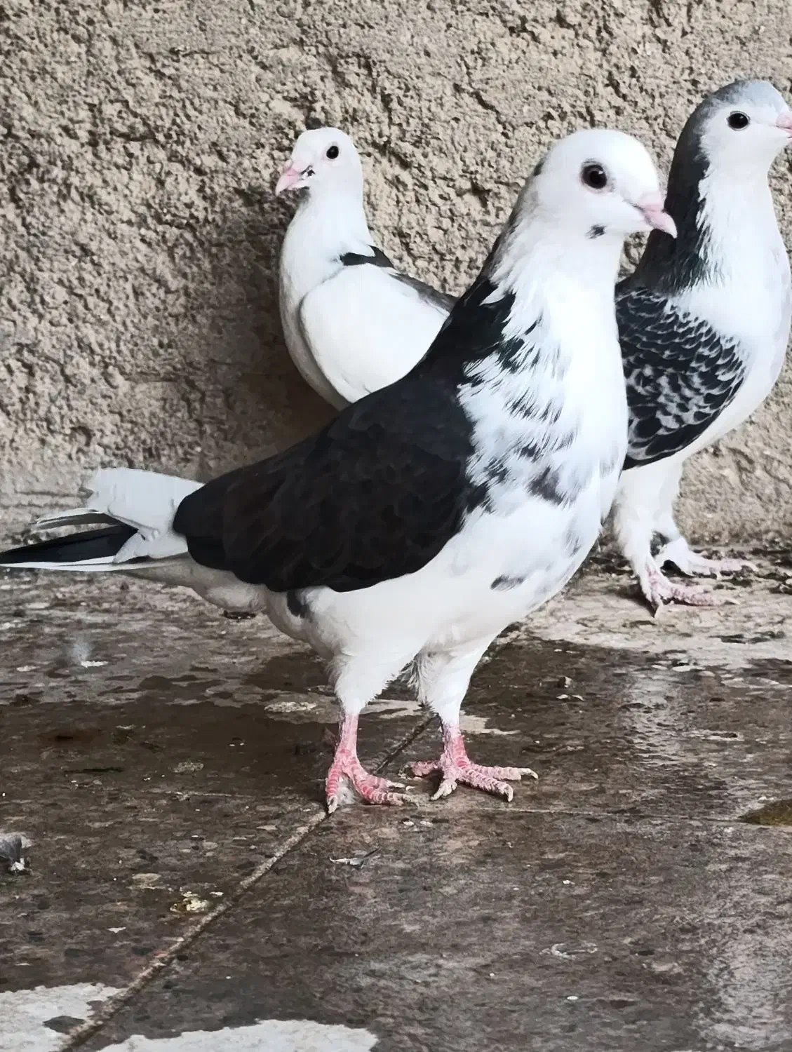 کفتر جوانه عتیقه|پرنده|زابل, |دیوار