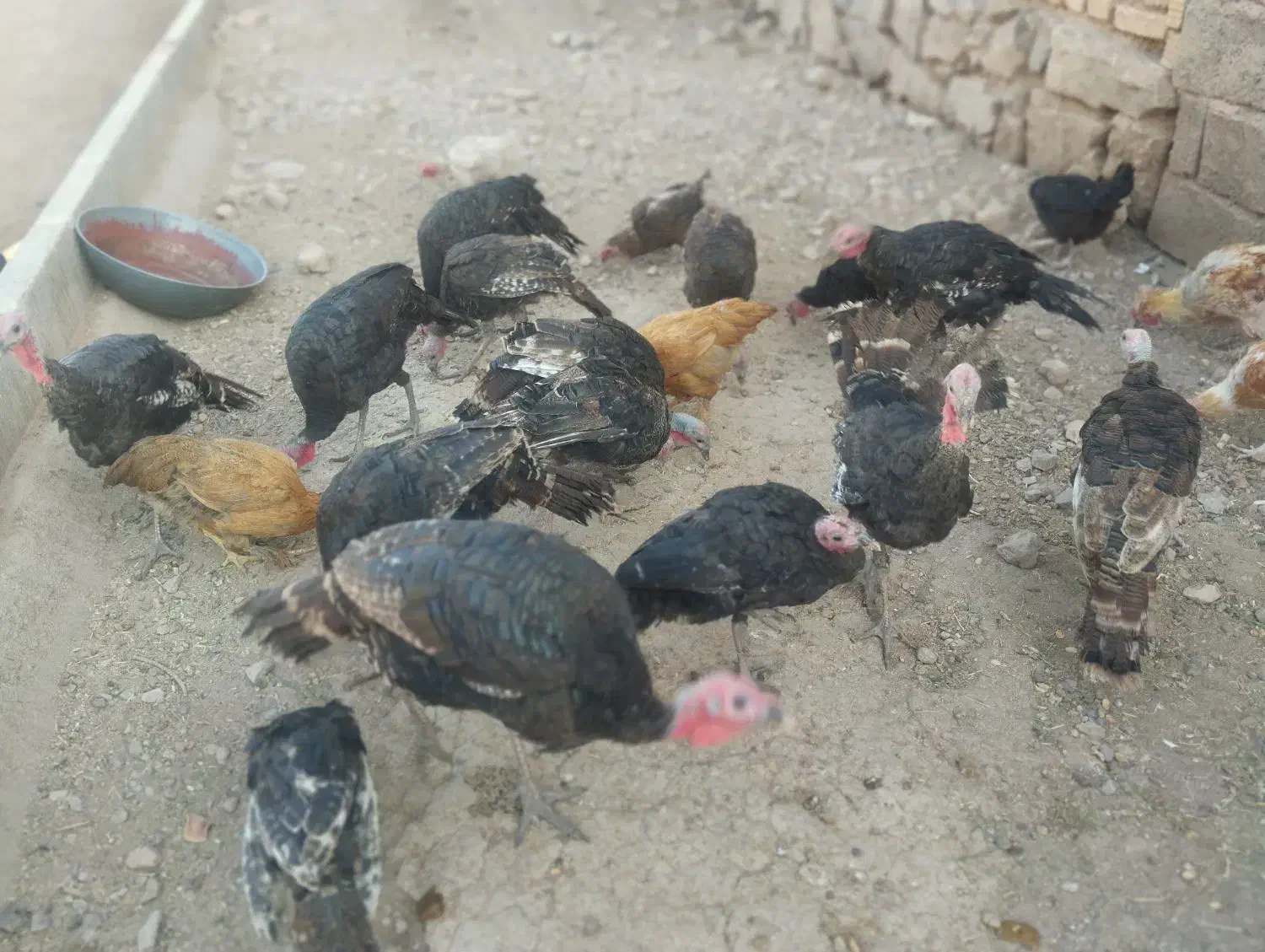بوقلمون|پرنده|ارسنجان, |دیوار