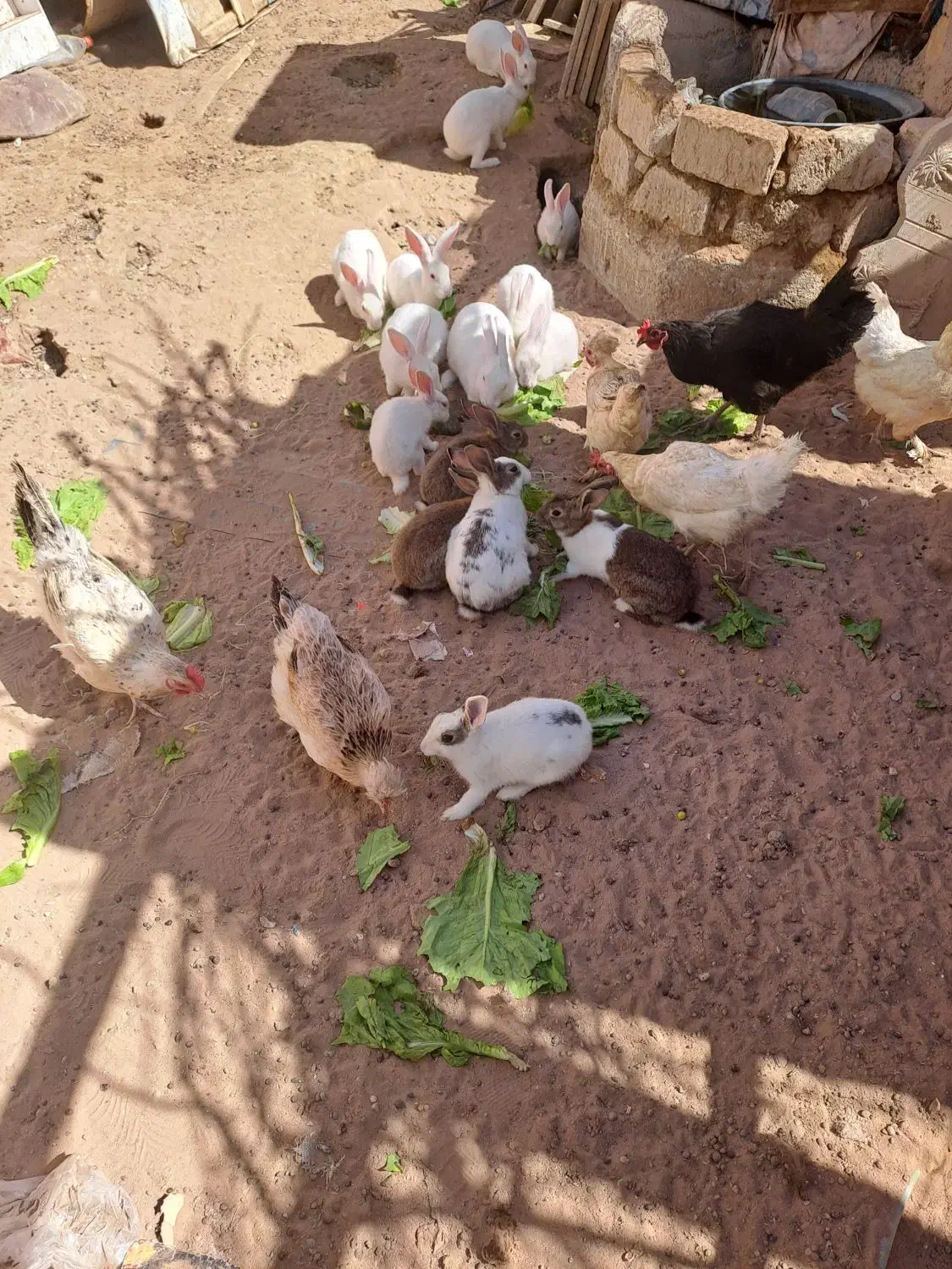 خرگوش|حیوانات مزرعه|کاشان, کارخانه سایپا کاشان|دیوار