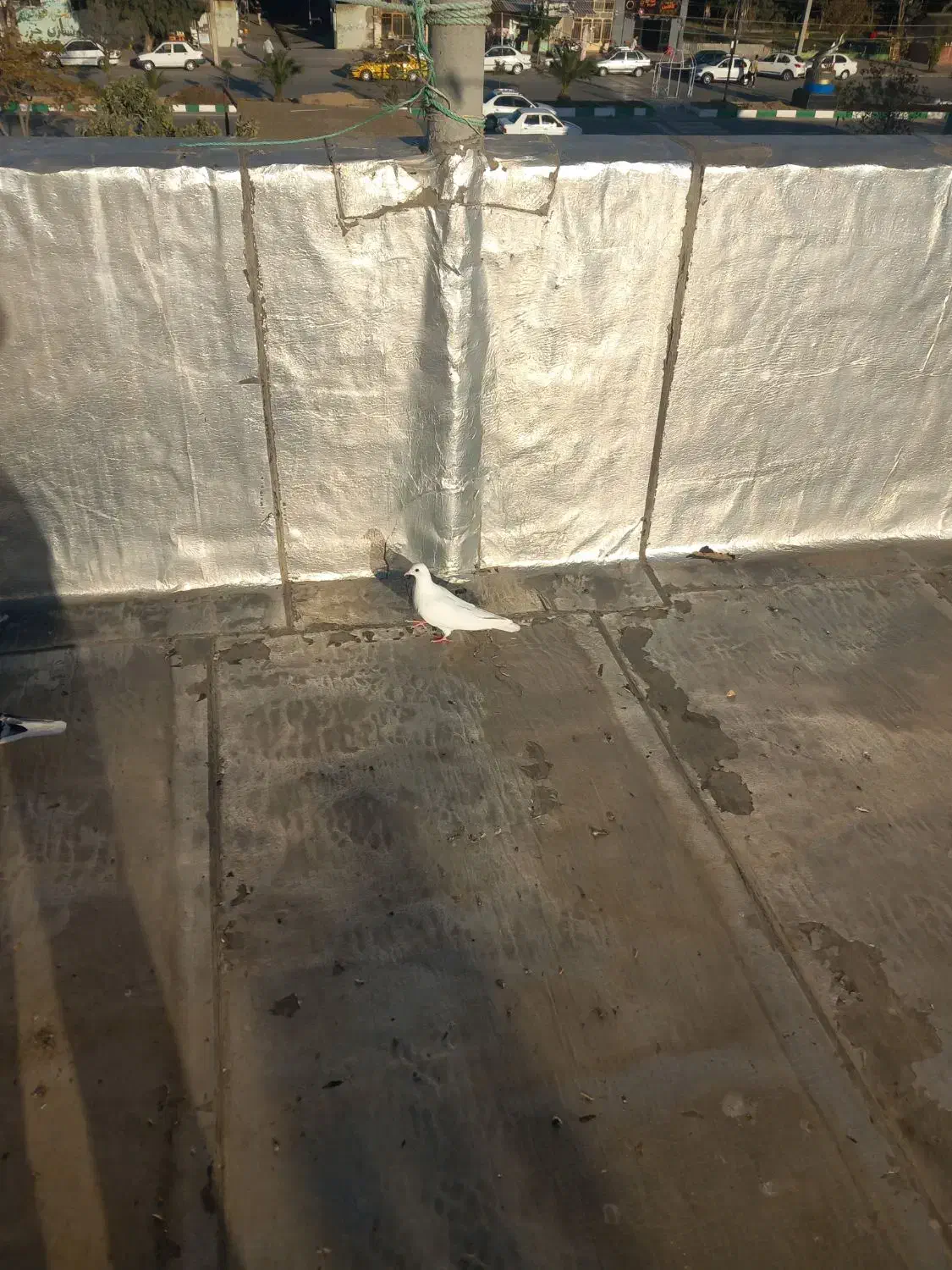 ماده نر مست|پرنده|گمیشان, |دیوار