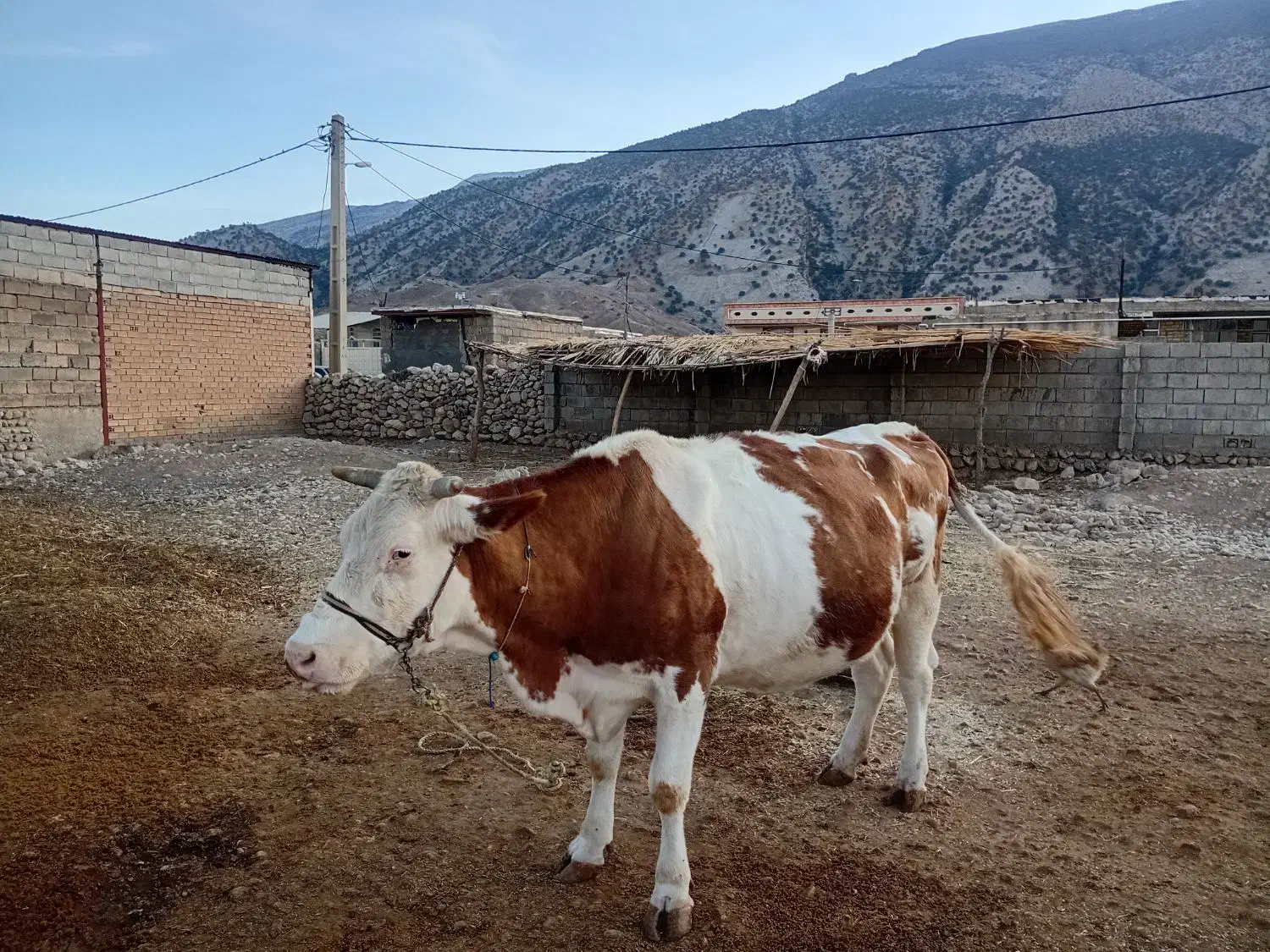 فروش گاو سیمتال|حیوانات مزرعه|سیوان, |دیوار