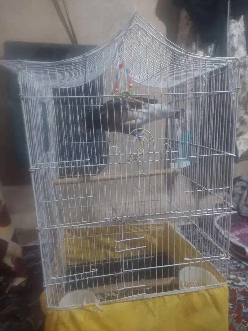 فروش|پرنده|بروجرد, |دیوار