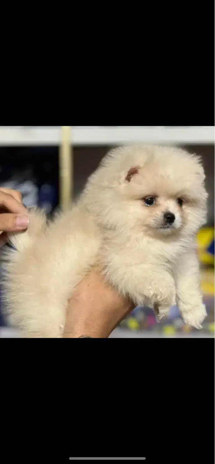 سگ پامرانین|سگ|مرودشت, پشت سایپا‎|دیوار