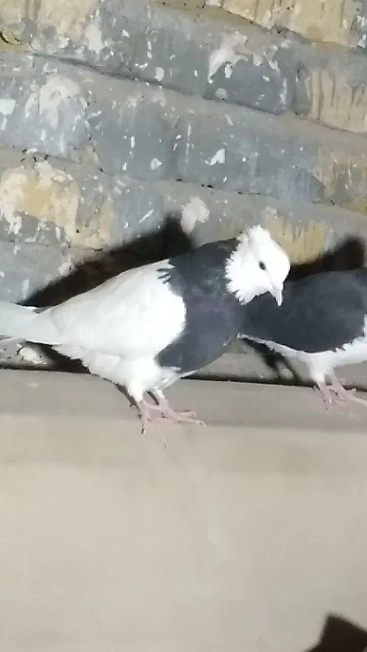 کبوتر طوقی و ساده ماده|پرنده|تربت‌حیدریه, طالقانی|دیوار