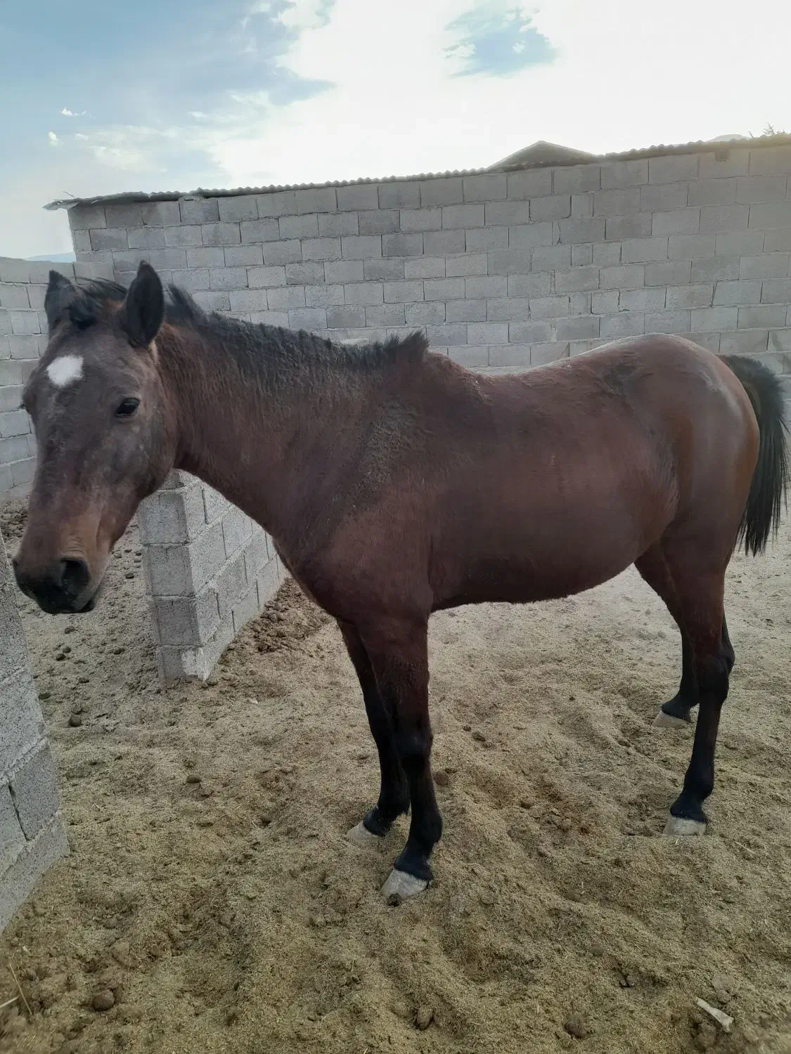 اسب مادیان|اسب و تجهیزات اسب‌سواری|فیروزآباد (فارس), |دیوار