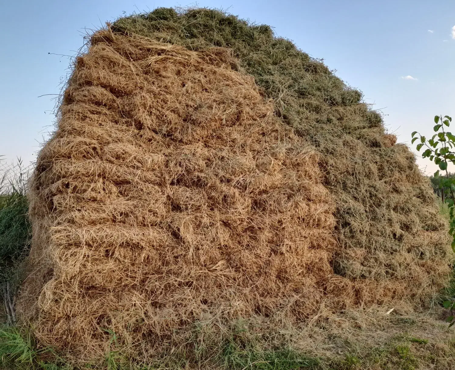 یونجه|لوازم جانبی حیوانات|خوی, |دیوار