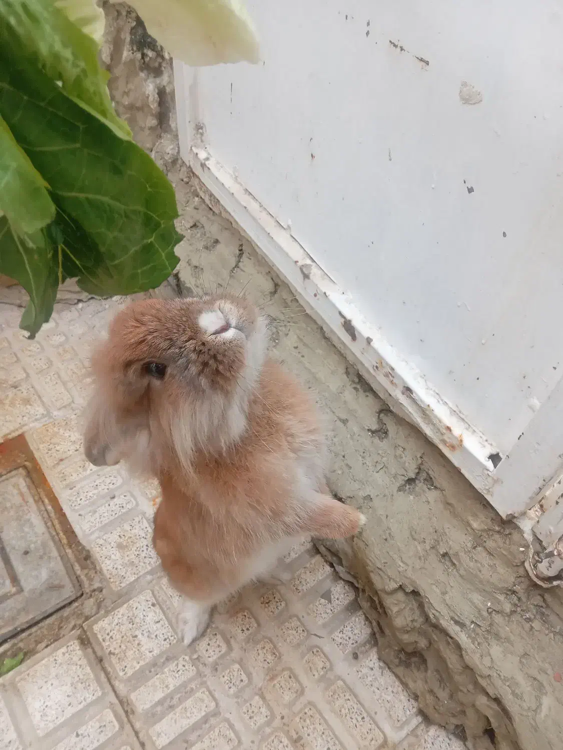 خرگوش خونگی|موش و خرگوش|ارومیه, |دیوار