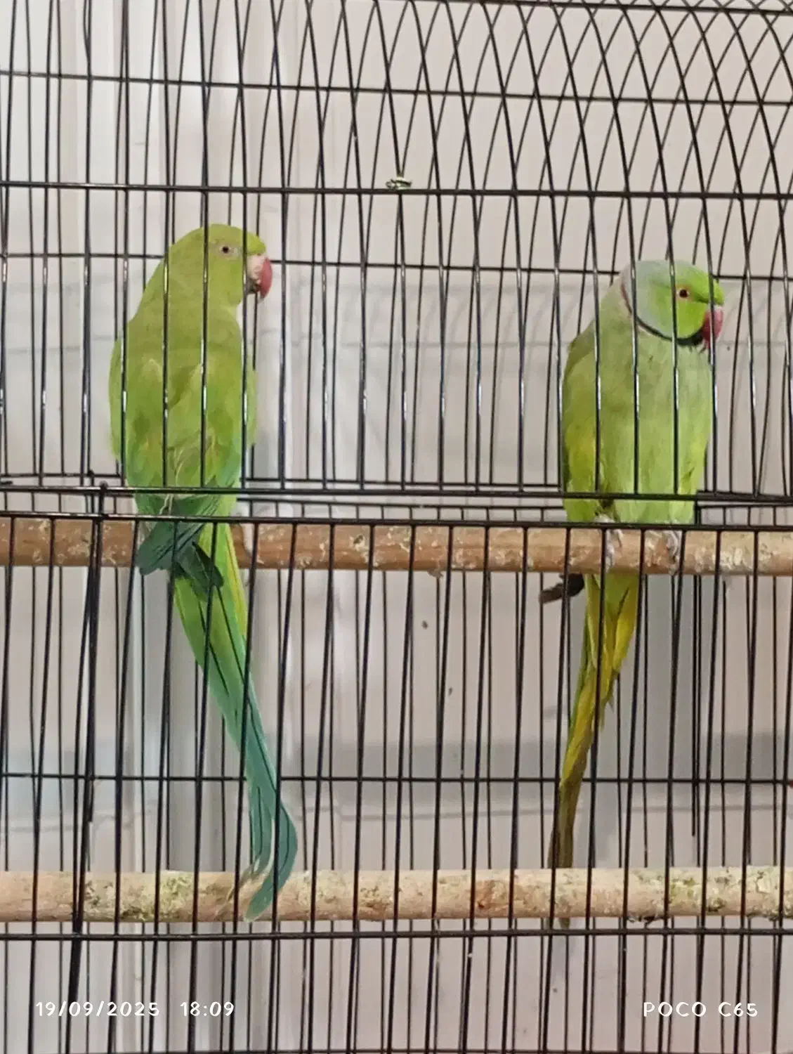 ملنگو جفت|پرنده|مشهد, چهارچشمه|دیوار