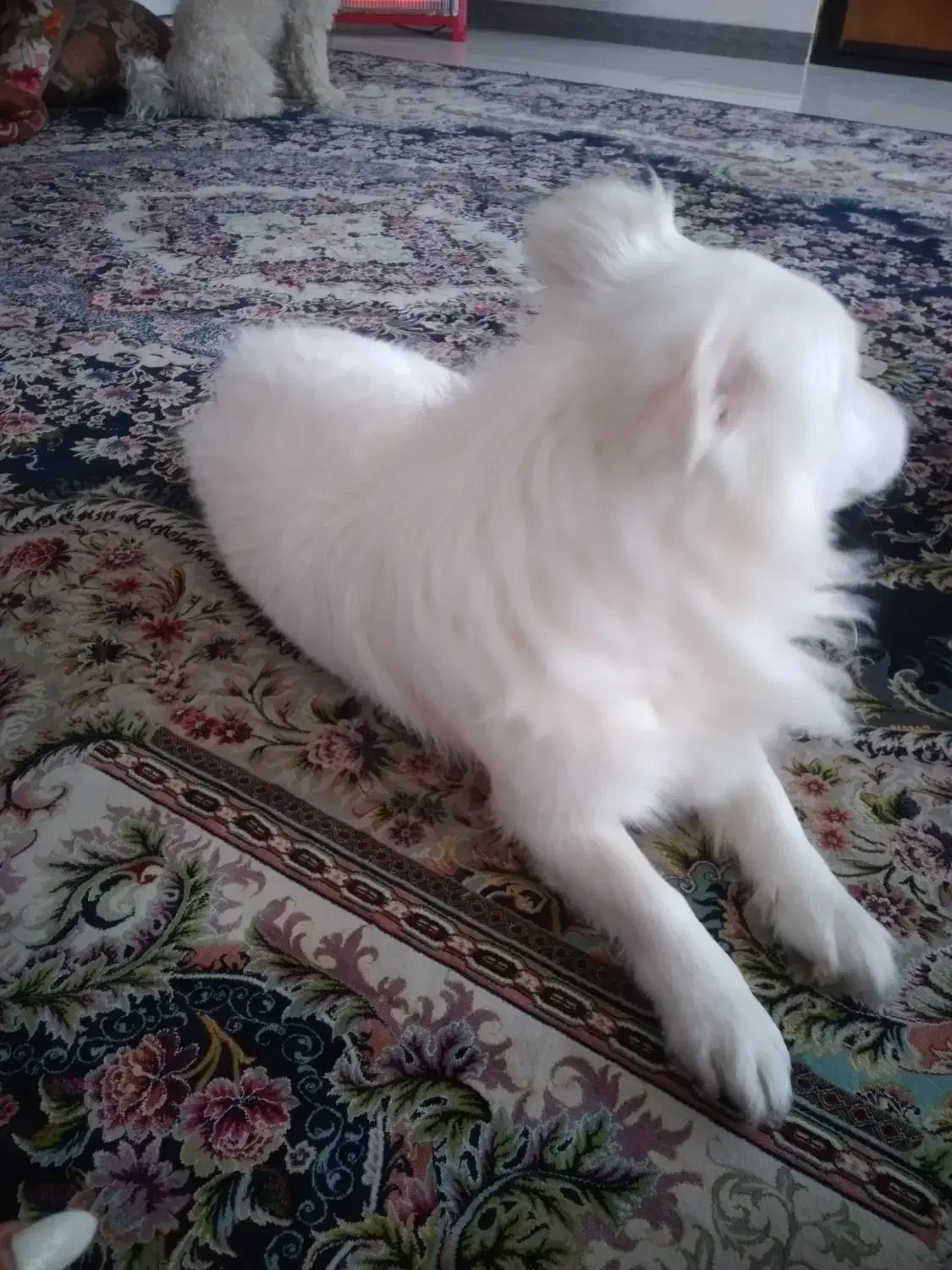 واگذاری سگ|سگ|چهاردانگه (تهران), |دیوار