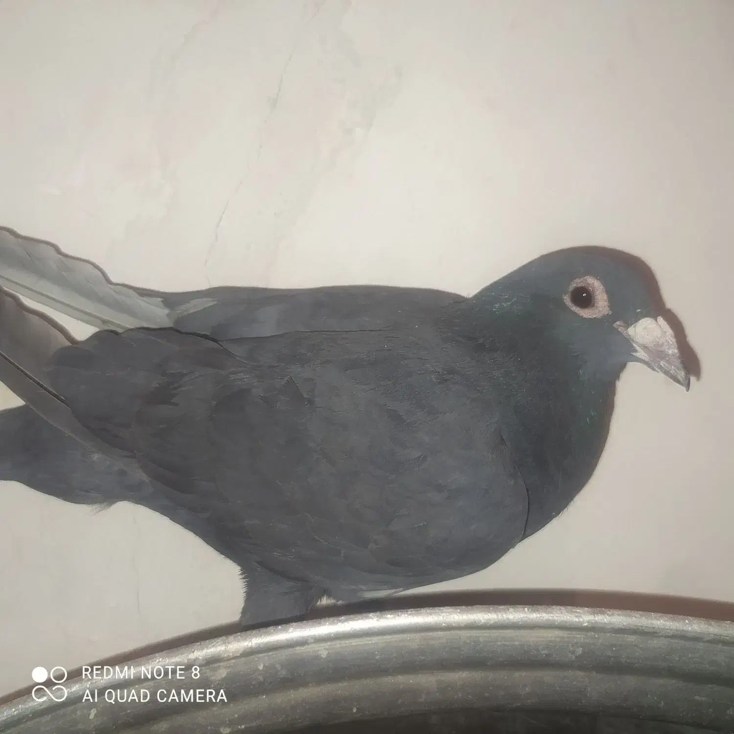 ماده زاغ کرمانی عروسک|پرنده|زابل, |دیوار