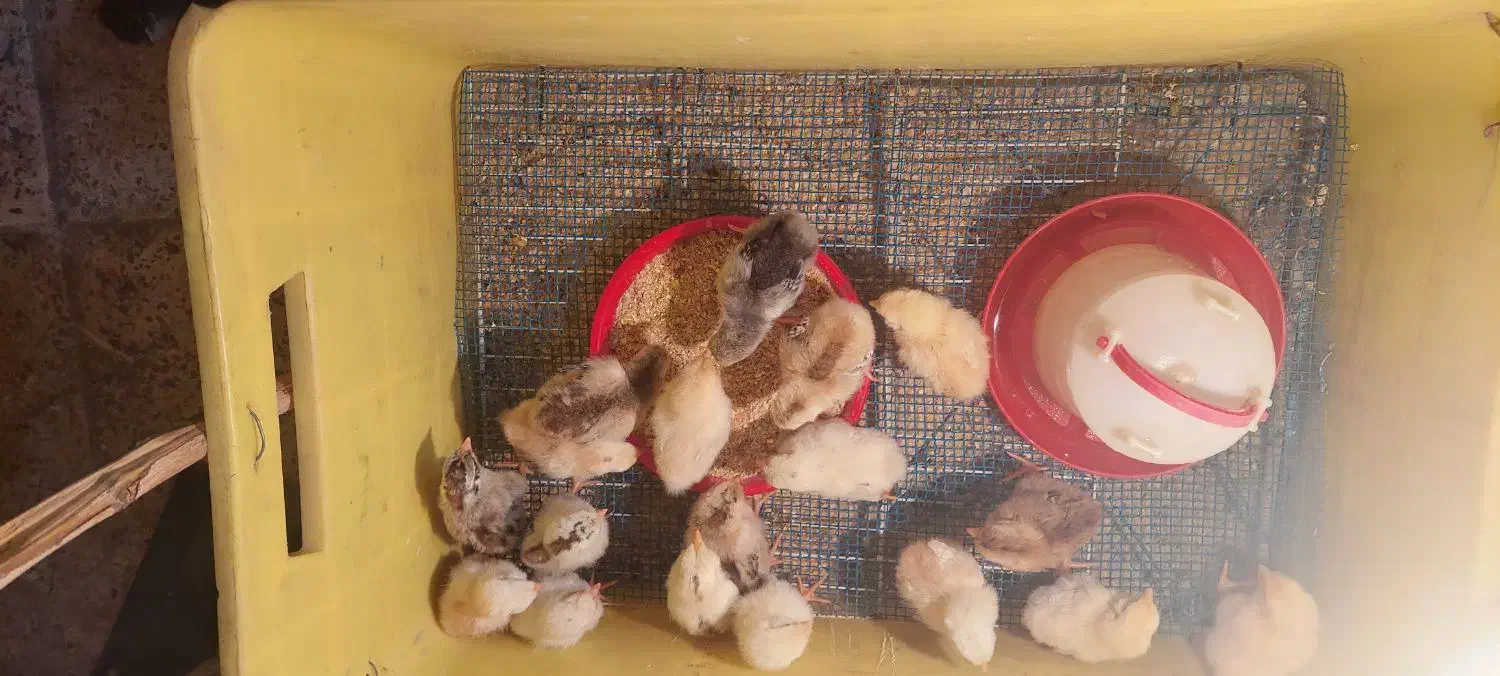 جوجه محلی ۷ روزه|حیوانات مزرعه|امیدیه, |دیوار