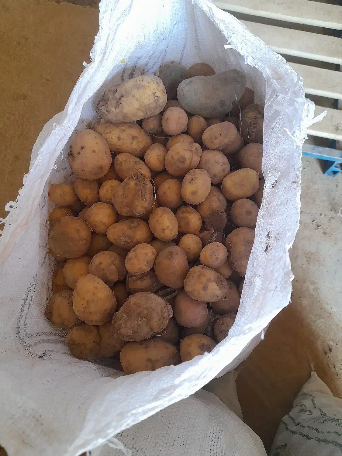 سیب دامی|عمده‌فروشی|بروجن, |دیوار