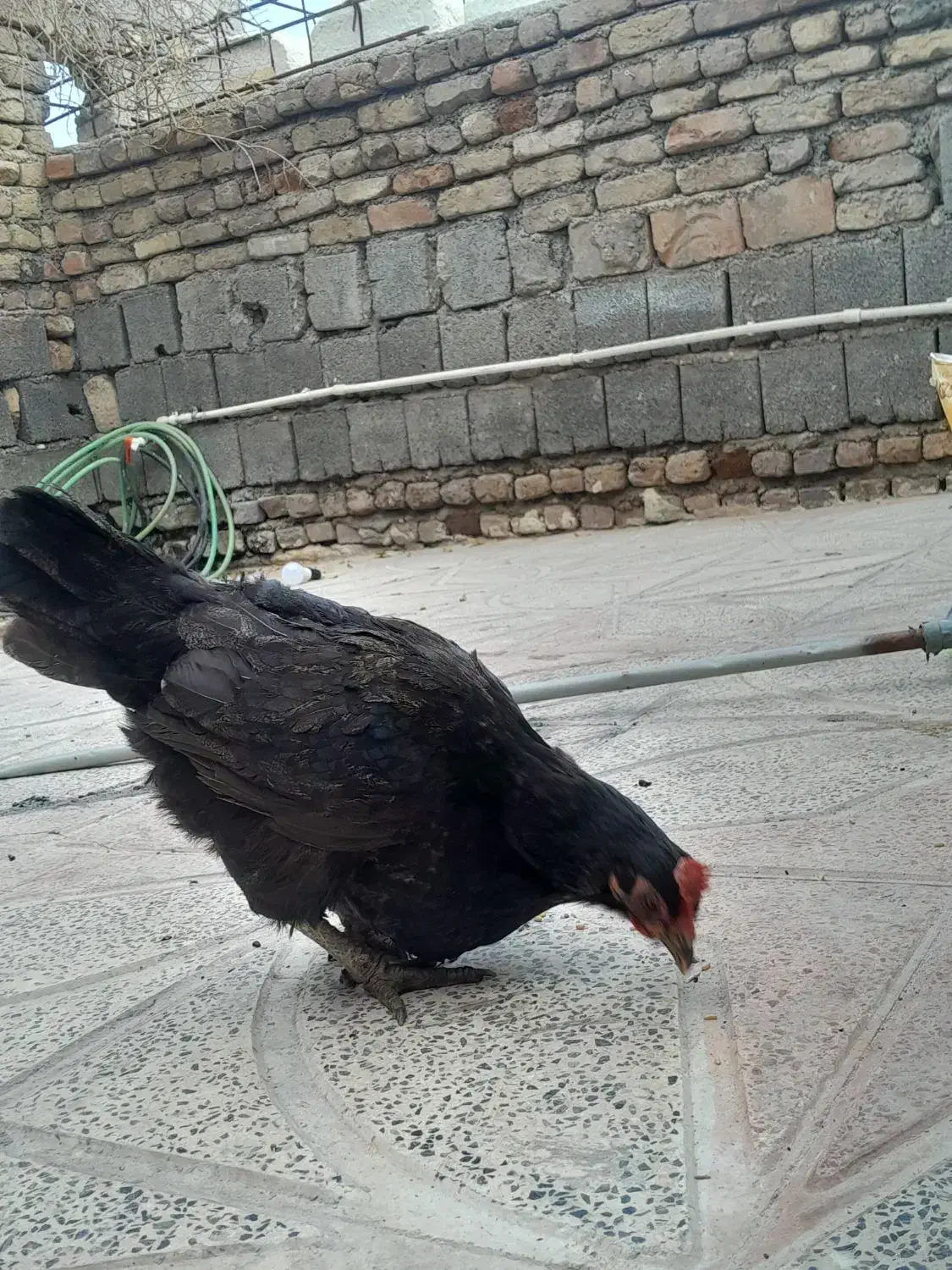 دو عدد خروس و یک مرغ|پرنده|ایلام, |دیوار